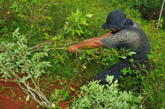 Erradicación Forzada a través de Químicos en Guaviare – Campesinos de El Retorno llaman a Gobierno a Dialogo Directo