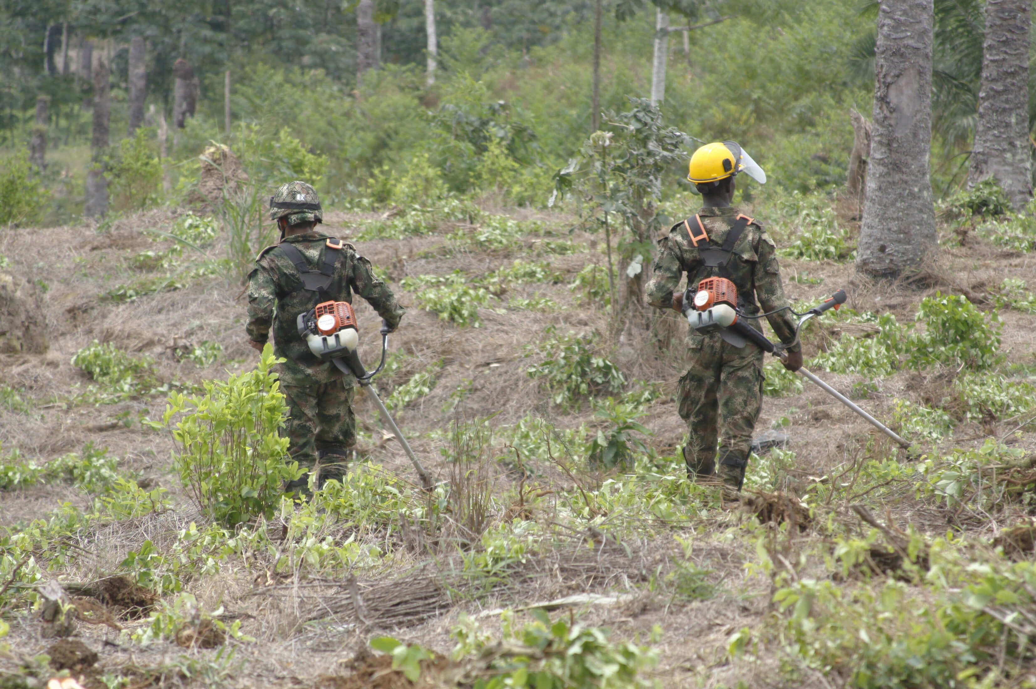 Hay una resiembra del 50%: Indepaz sobre erradicación forzada de cultivos ilícitos