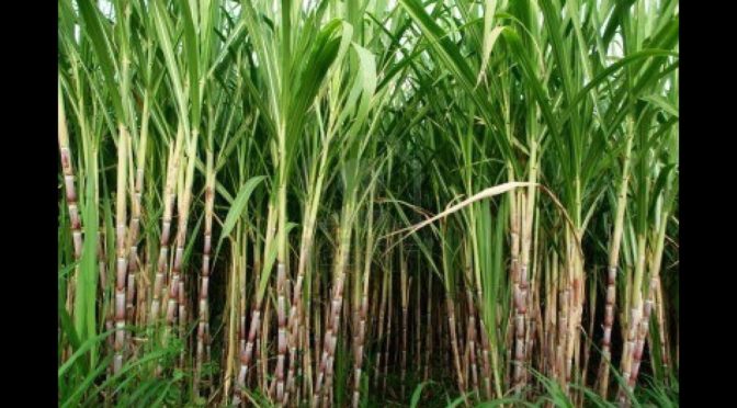 Transformaciones territoriales producidas por la agroindustria de la caña de azúcar en las comunidades étnicas de López Adentro y El Tiple, Colombia