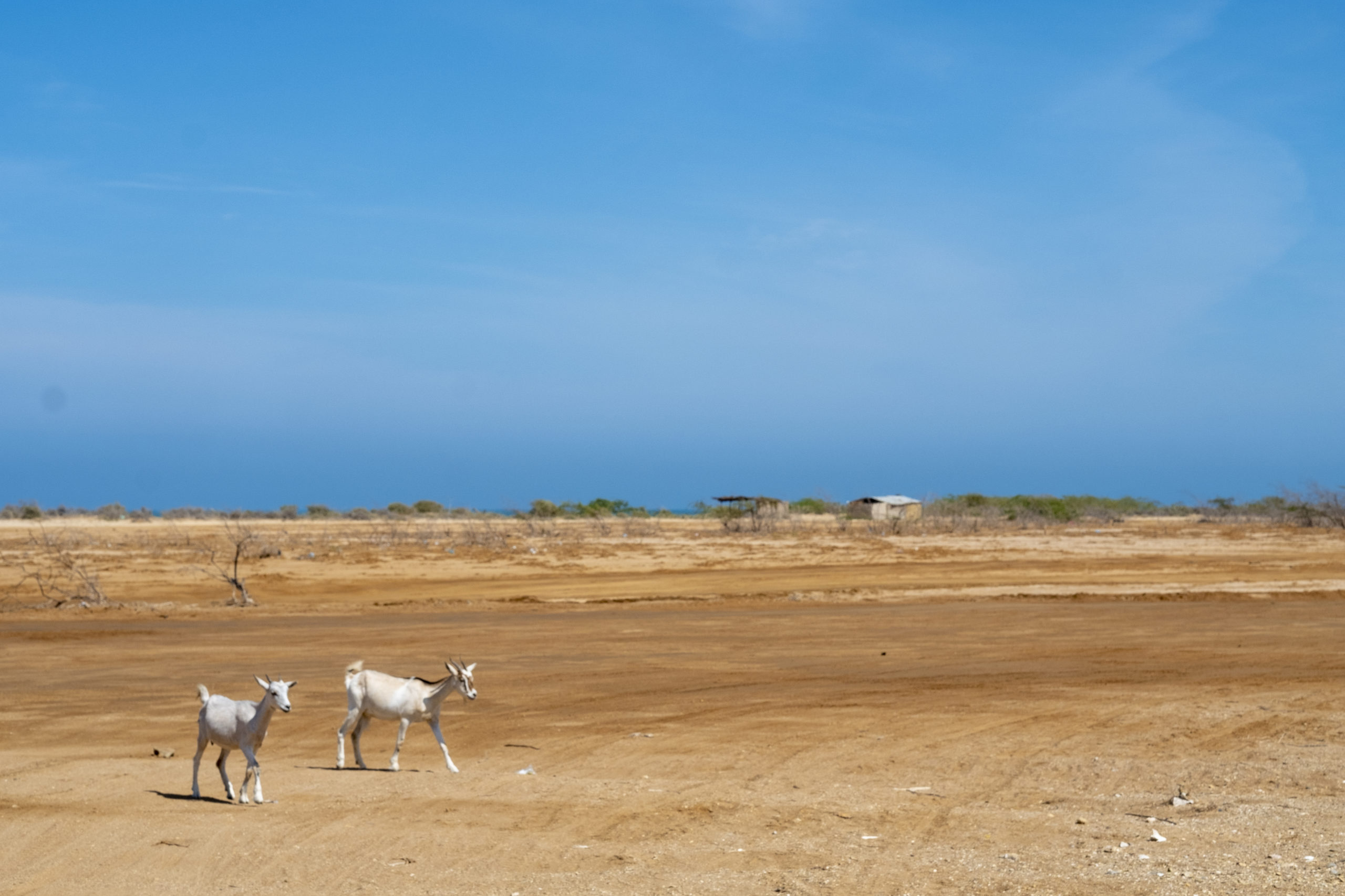 Guajira 1. Las verdades ocultas del único parque eólico instalado –  “renovables Sí, pero no Así”, dicen comunidades –