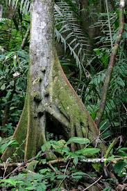 GANADERIA Y DEFORESTACION EN LA AMAZONIA