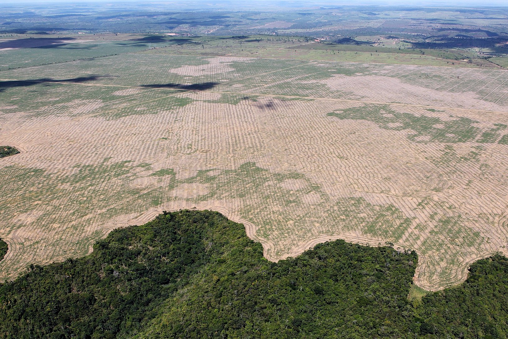 Alternativas al problema de la ganadería y la deforestaciónen la Amazonía