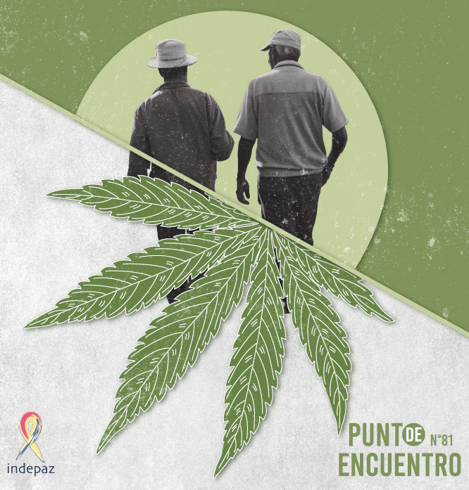 La economía de la marihuana en elenclave productivo del Norte del Cauca