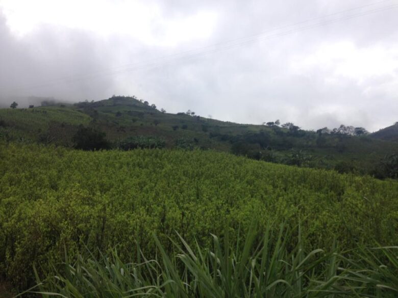 Foto Leonardo González. Argelia, Cauca.