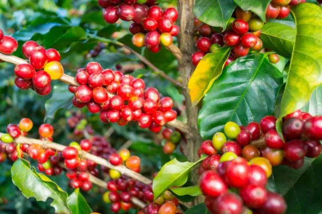 Caficultores contra el glifosato de los cocaleros