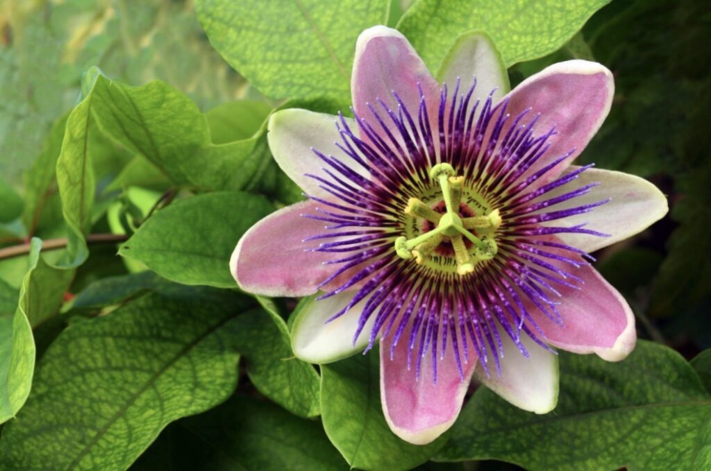 La naturaleza en las primeras sentencias de la JEP