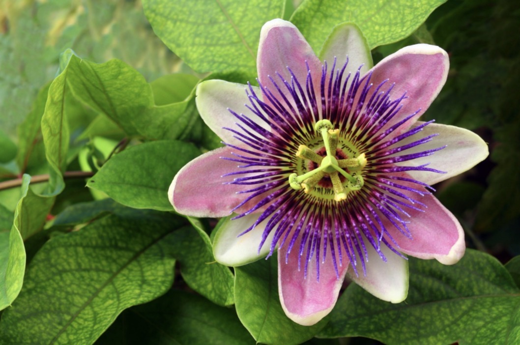 La naturaleza en las primeras sentencias de la JEP